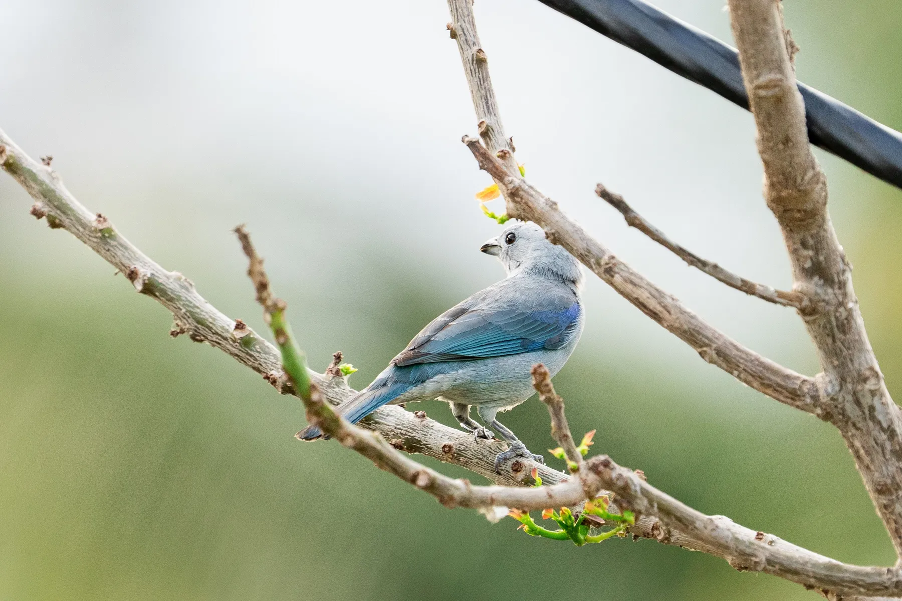 Biodiversidad